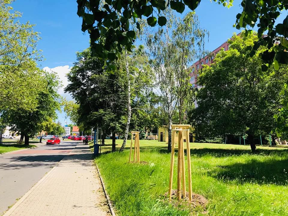 Kácení dřevin na městských pozemcích