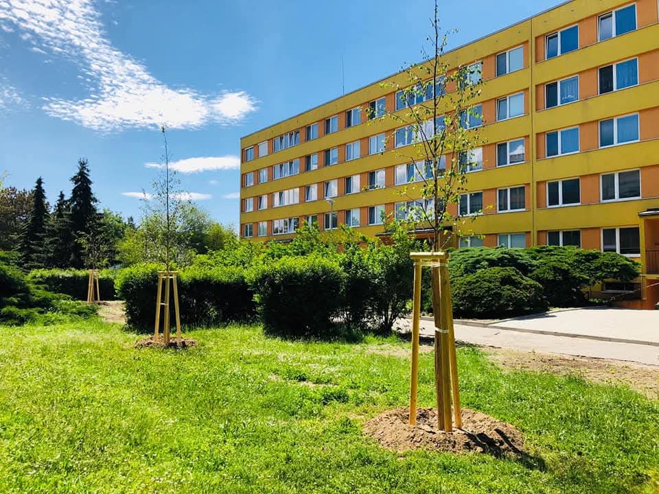 Kácení dřevin na městských pozemcích 2