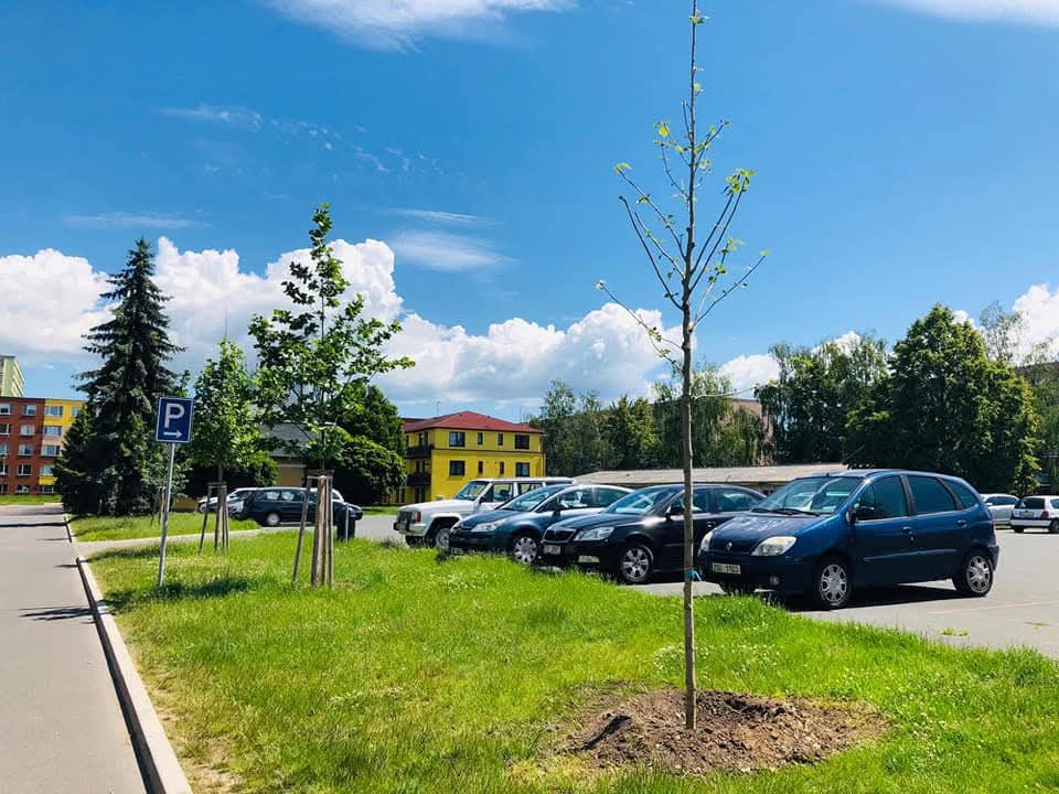 Kácení dřevin na městských pozemcích 3