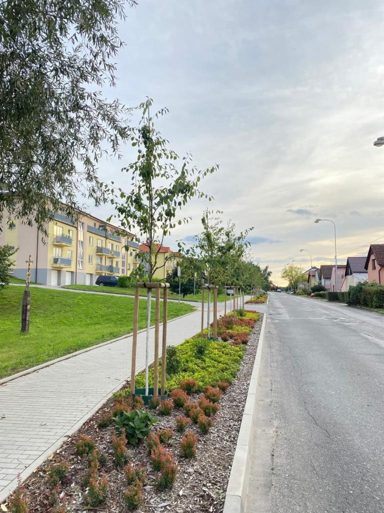 Kácení dřevin na městských pozemcích 6