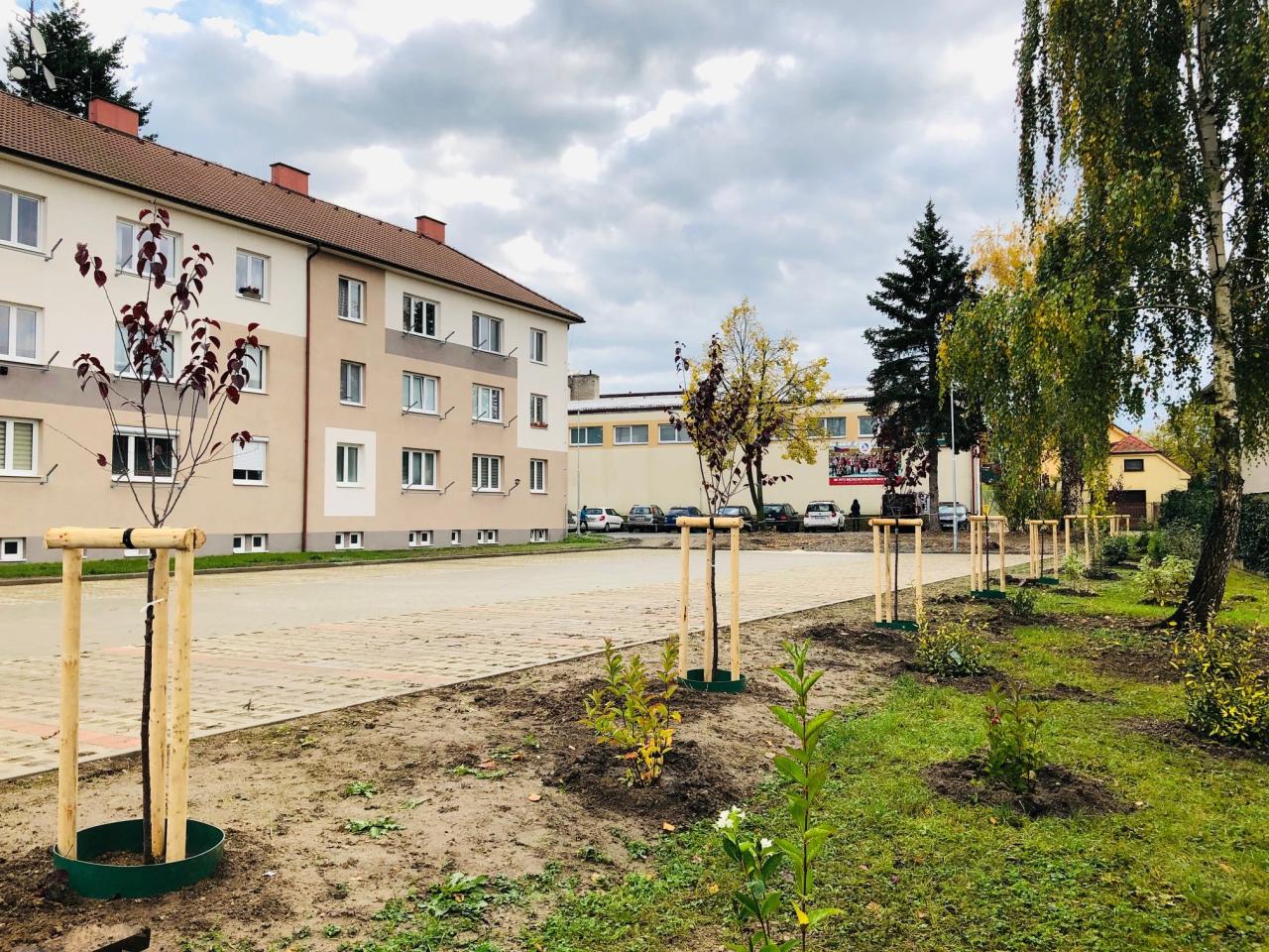 Kácení dřevin na městských pozemcích 7
