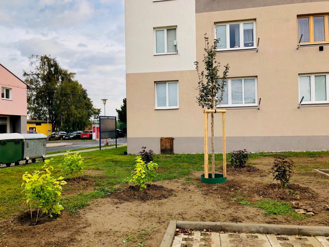 Kácení dřevin na městských pozemcích 8