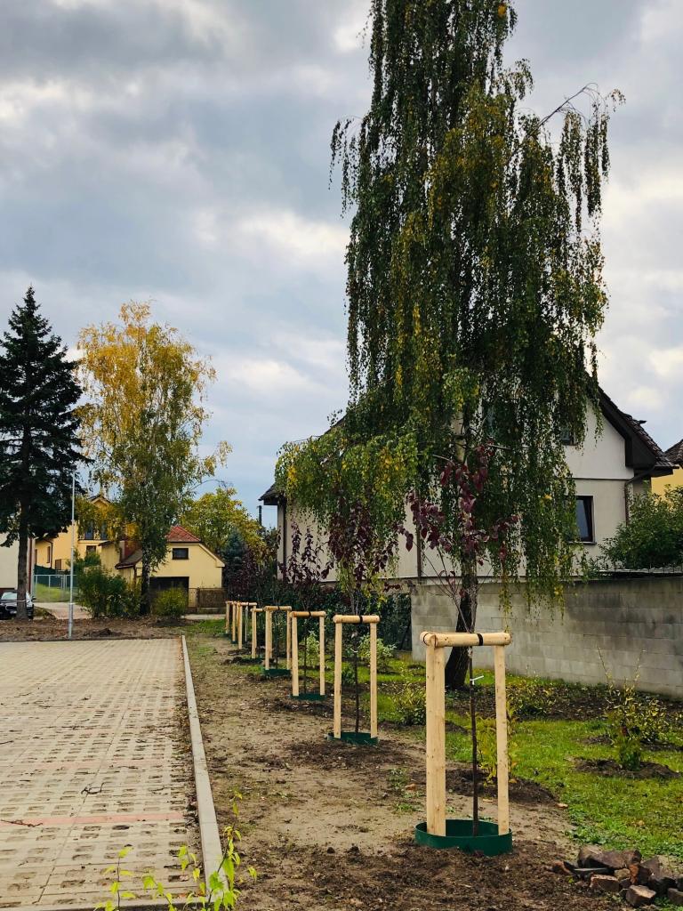 Kácení dřevin na městských pozemcích 9