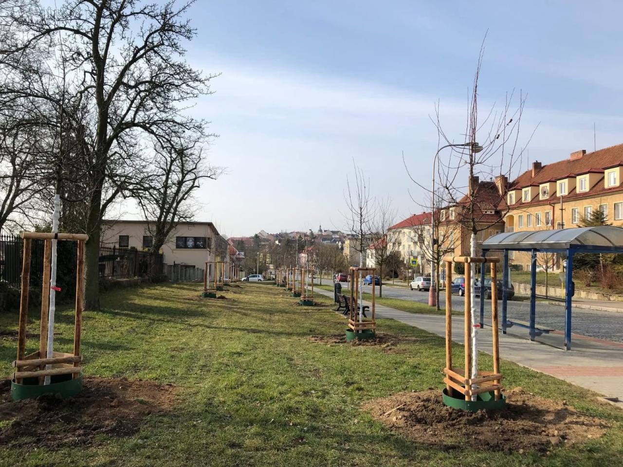 Kácení dřevin na městských pozemcích 13