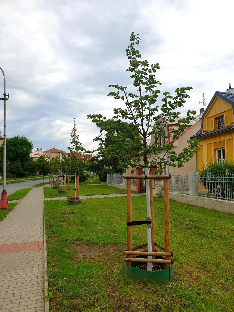 Kácení dřevin na městských pozemcích 14